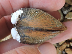 Corbicula fluminalis