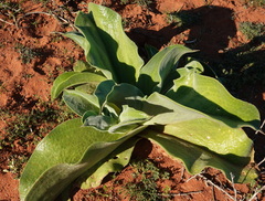 Mesembryanthemum barklyi