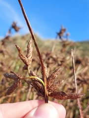 Bolboschoenus maritimus