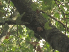 Certhia brachydactyla