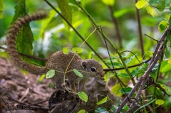 Heliosciurus gambianus