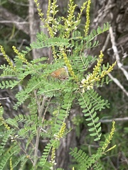 Callophrys gryneus