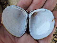Corbicula fluminalis