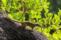 Heliosciurus gambianus