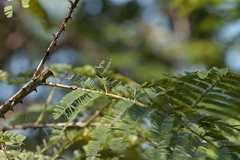 Vachellia