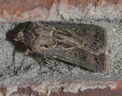 Agrotis gladiaria