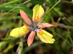 Moraea papilionacea