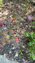 Viburnum prunifolium