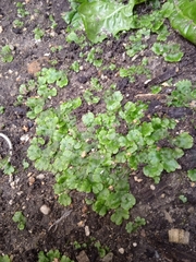 Marchantia polymorpha ruderalis