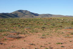 Ornithogalum xanthochlorum