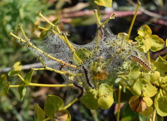 Acronicta geographica