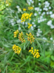 Euthamia graminifolia