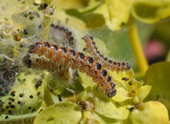 Acronicta geographica