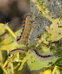 Acronicta geographica