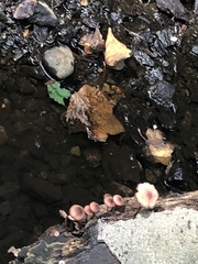 Lithobates clamitans