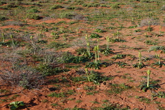 Ornithogalum xanthochlorum