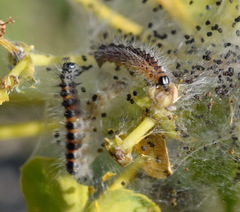 Acronicta geographica