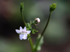 Nemesia diffusa