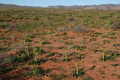 Ornithogalum xanthochlorum