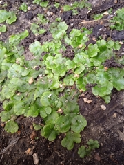 Marchantia polymorpha ruderalis