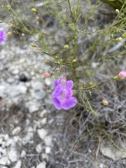 Agalinis edwardsiana