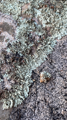 Xanthoparmelia cumberlandia