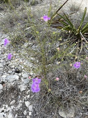 Agalinis edwardsiana