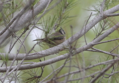 Lophophanes cristatus