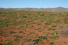 Ornithogalum xanthochlorum