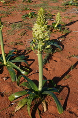 Ornithogalum xanthochlorum