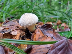 Lycoperdon echinatum