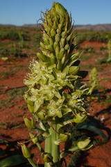 Ornithogalum xanthochlorum