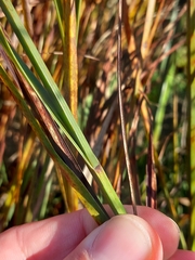 Bolboschoenus maritimus