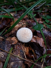 Lycoperdon echinatum