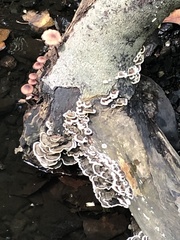 Trametes versicolor
