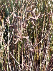 Bolboschoenus maritimus