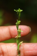 Peristylus aristatus