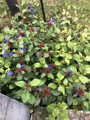 Ceratostigma plumbaginoides