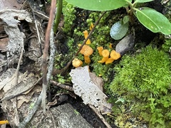 Cantharellus minor