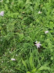 Scabiosa