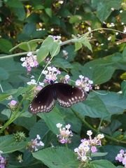 Euploea core