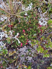 Disterigma empetrifolium