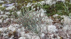 Hypericum gentianoides