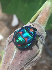 Tectocoris diophthalmus