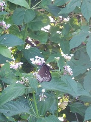 Euploea core