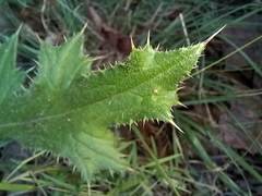 Cirsium horridulum