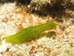 Petalifera ramosa