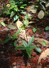 Peristylus aristatus