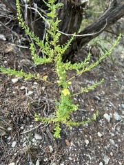 Amaranthus albus