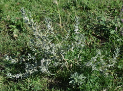 Marrubium peregrinum